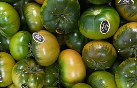 Tomate Mini de Piedra Raf: Sabor Único en Formato Compacto
